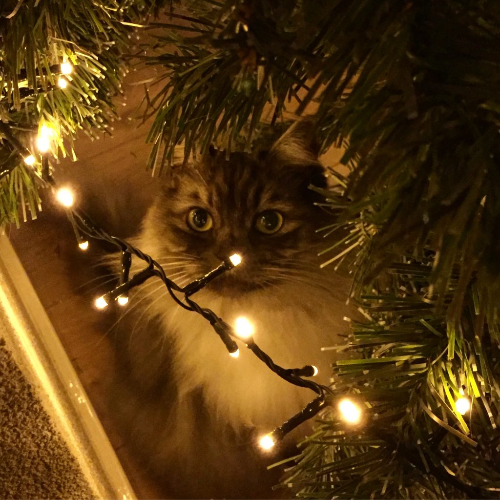 2017, tag, nieuw jaar, terug blik