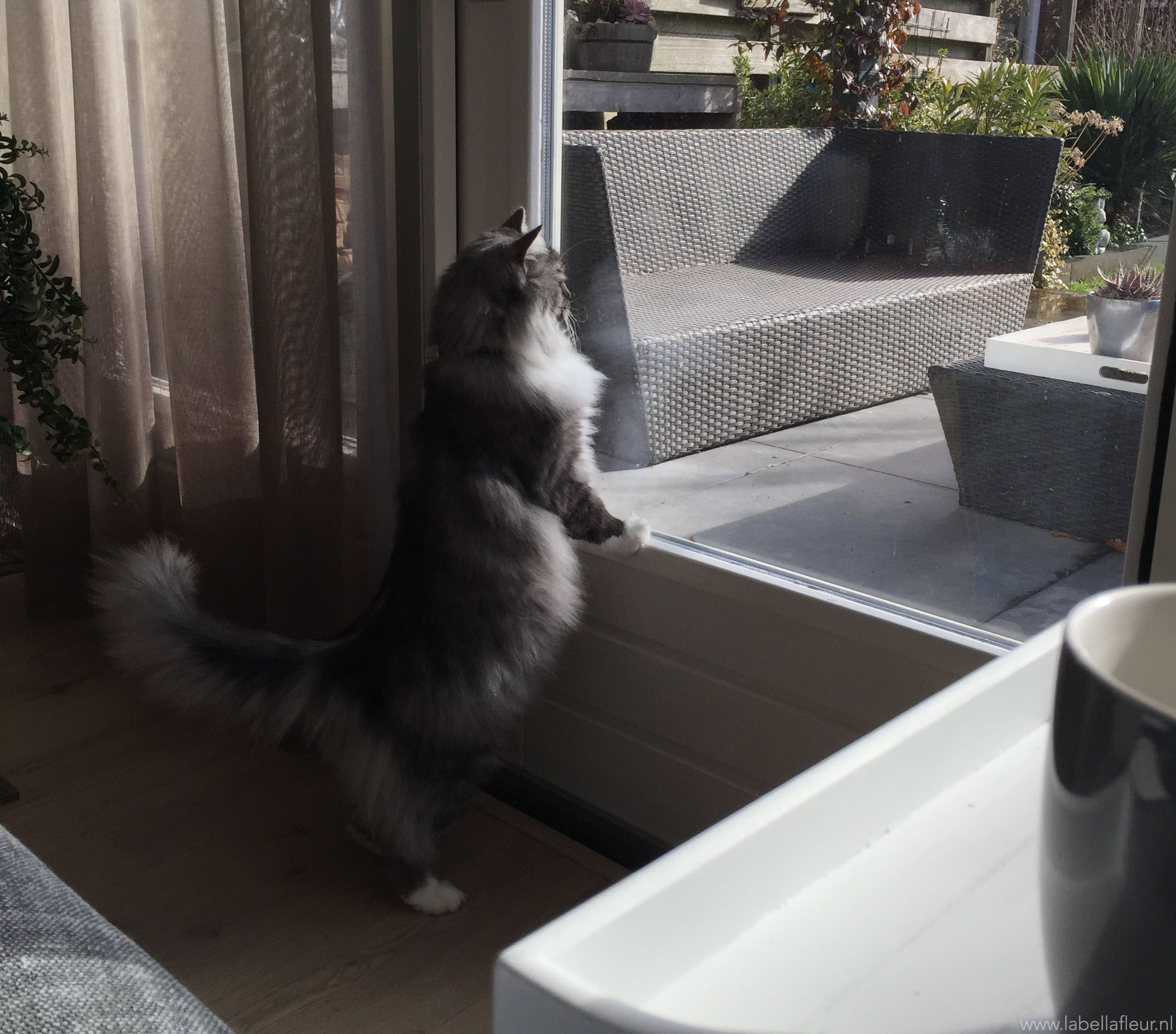 katten, lady, 