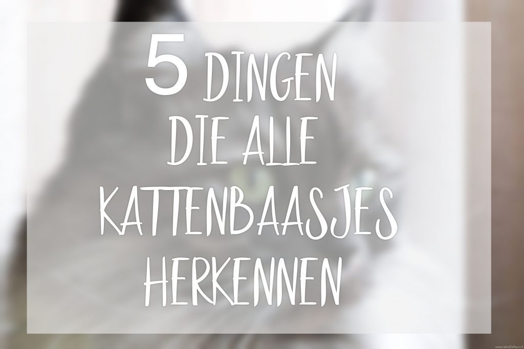 katten, lady,