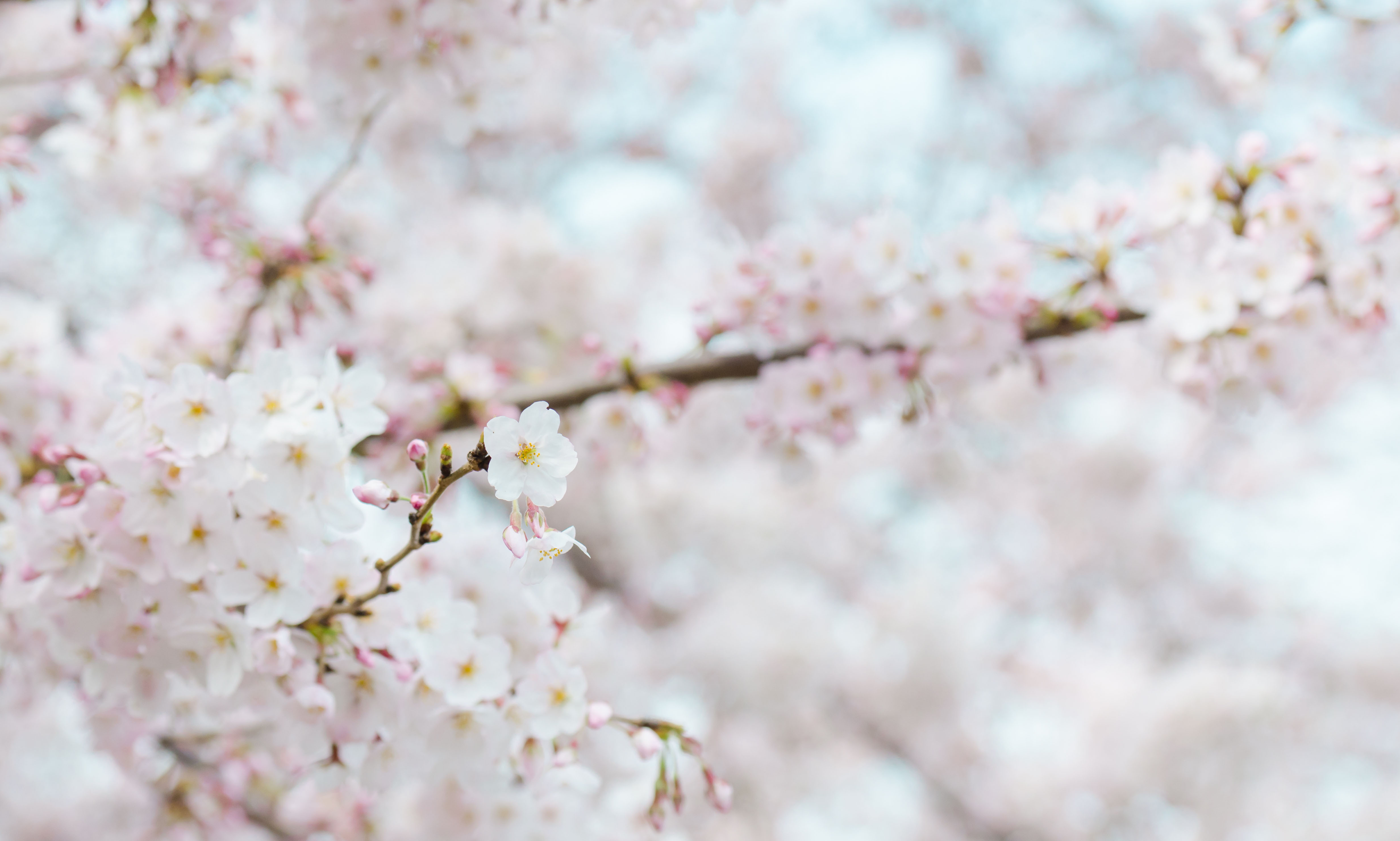 lente,